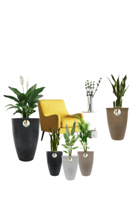 Kosmos Pots (24* inc)