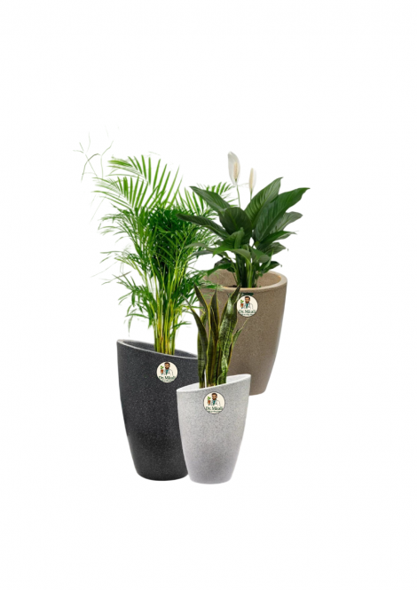 Calista Pots (35* inc)